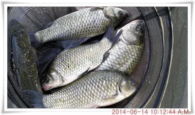 충남 아산 월선낚시터 6월 14일자 조황정보