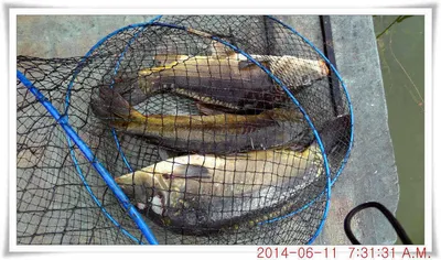 충남 아산 월선낚시터 6월 11일자 조황정보