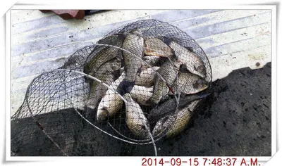 충남 아산 월선낚시터 9월 15일자 조황정보