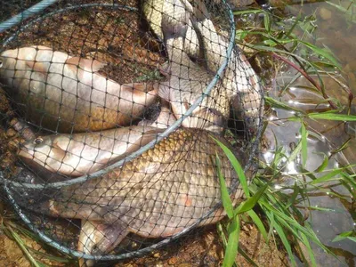 안성죽산장계지