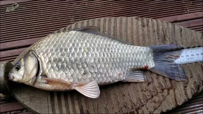 15.10.23. 송전지 서울집 조황