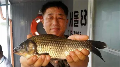 15.07.30 송전지 서울집 조황