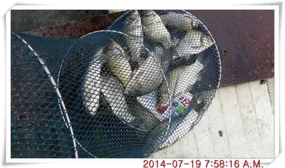 충남 아산 월선낚시터 7월 19일자 조황정보