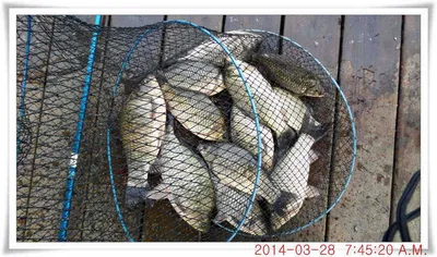 충남 아산 월선낚시터 3월 28일자 조황정보