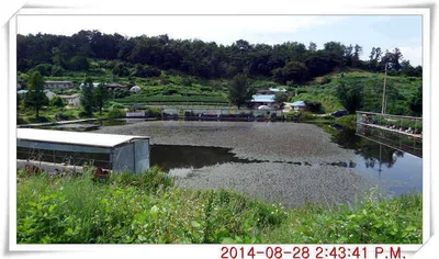 충남 아산 월선낚시터 8월 28일자 조황정보