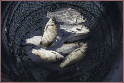 춘천호 오월낚시터조황..