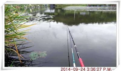 충남 아산 월선낚시터 9월 24일자 조황정보