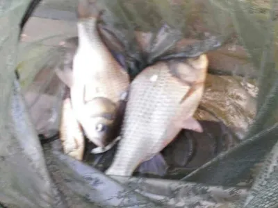 안성죽산장계지입니다.