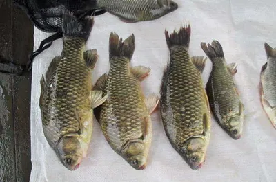 자갈섬낚시터조황입니다