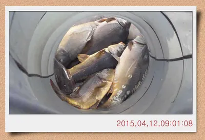 충남 아산 월서낚시터 4월 12일자 스케치