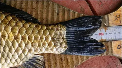 15.08.04 송전지 서울집 조황