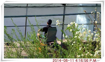 충남 아산 월선낚시터 8월 11일자 조황정보