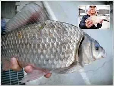 [각평지] 2월 25일 (토) 조황정보 및 어자원조성