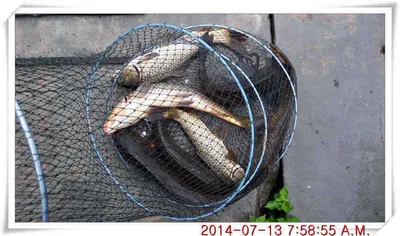 충남 아산 월선낚시터 7월 13일자 조황정보