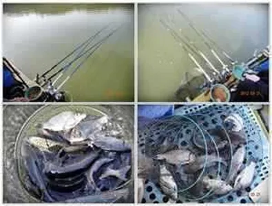 [각평지] 3월 20일 조황정보