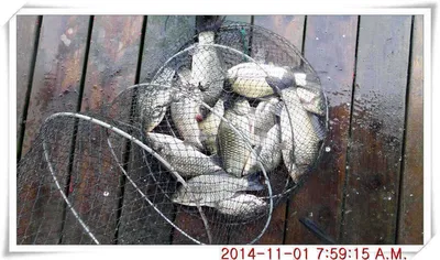 충남 아산 월선낚시터 11월 1일자 조황정보