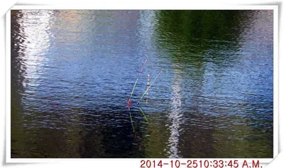 충남 아산 월선낚시터 10월 25일자 조황정보