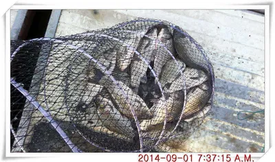 충남 아산 월선낚시터 8월 31일 밤낚시 조황