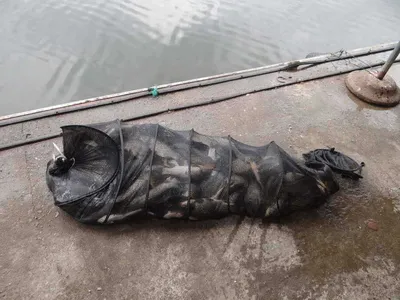 103 마리 대박 더졌네요