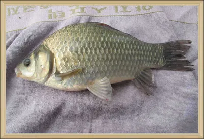 춘천  의암호 자갈섬 낚시터