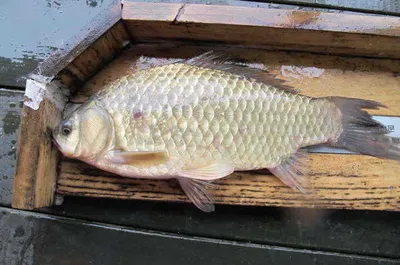 자갈섬낚시터조황