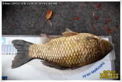 토종붕어 이쯤되어야~