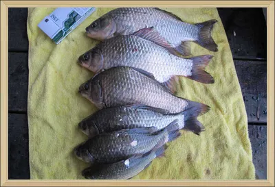 자갈섬낚시터 조황입니다