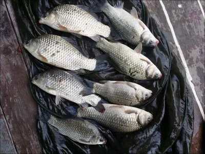 16.05.14 서울집 조황