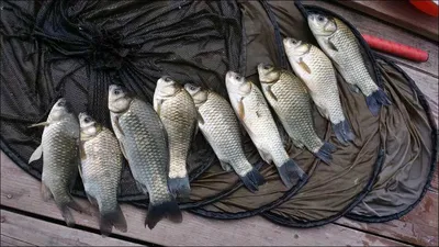 16.08.12 송전지 서울집 조황