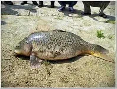 [각평지] 6월 첫째주말 터줏대람 대물 잉엄마