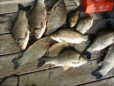 16.11.20 송전지 서울집 조황