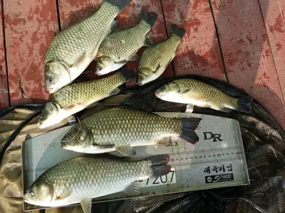 16.08.05 송전지 서울집 조황