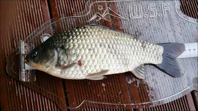 15.11.13 송전지 서울집 조황