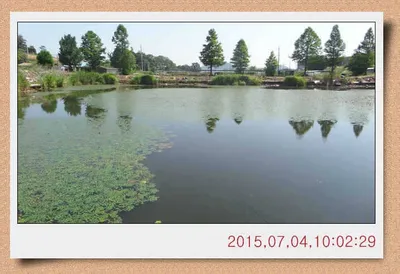 충남 아산 월선낚시터 7월 4일자 스케치