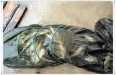 배수가 시작되니 붕어들이 더잘나와요~