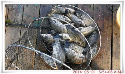 충남 아산 월선낚시터 5월 1일자 조황정보