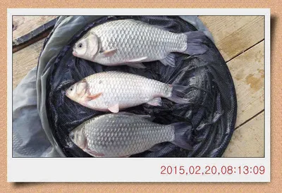 충남 아산 월선낚시터 2월 20일날 스케치