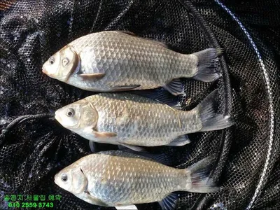 17.03.09 송전지 서울집 조황