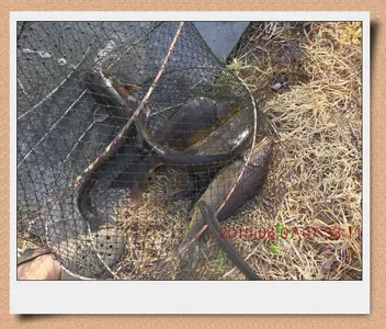 충남 아산 월선낚시터 6월 7일자 스케치