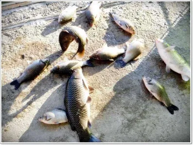 [각평지] 25일 조황 및 빙어 정보