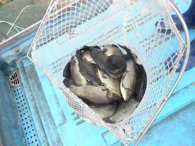 *****실시간 조황입니다*****