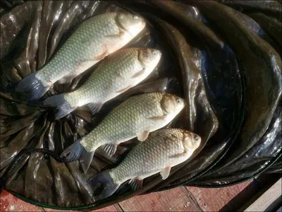 16.05.18 송전지 서울집 조황