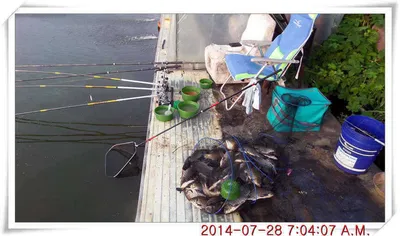 충남 아산 월선낚시터 7월 28일자 조황정보