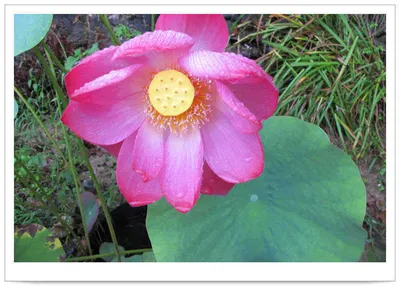 춘천  의암호 자갈섬 붕어!!