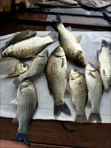 17.08.11 송전지 서울집 조황