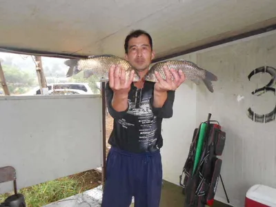 [당진 가교리지] 토종 붕어 월척 다수 ...