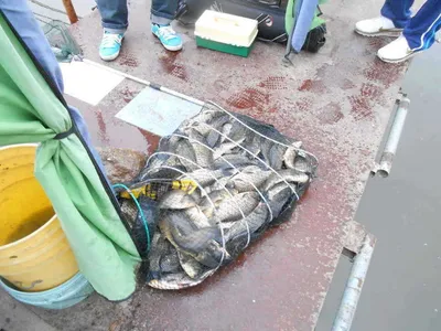 *****실시간 조황사진*****