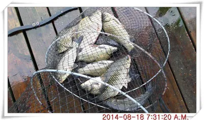 충남 아산 월선낚시터 8월 18일자 조황정보