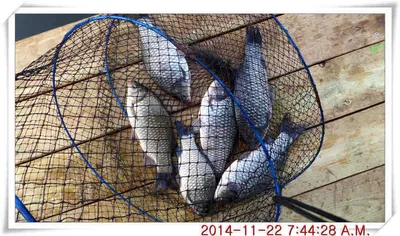 충남 아산 월선낚시터 11월 22일자 조황정보