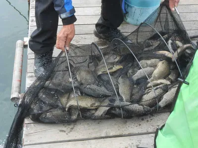 ^^조황소식&수상좌대이벤트^^